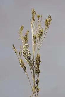 Serinus: Seedeater