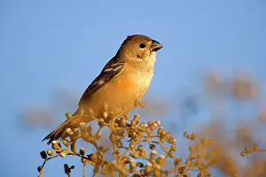 Seedeater: Seedeater - female adult seedeater resting on a bush