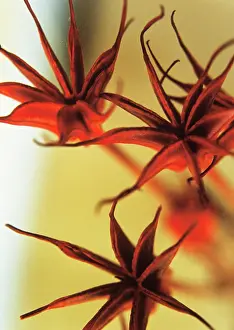 Seedheads: Seedheads