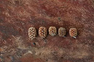 Seedheads: Seedheads