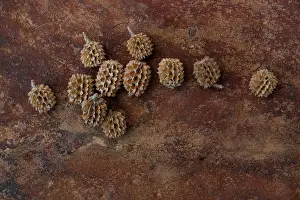 Seedheads: Seedheads