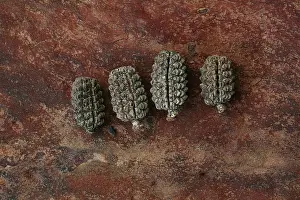 Seedheads: Seedheads