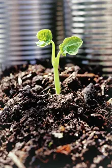 Compost: Seedling