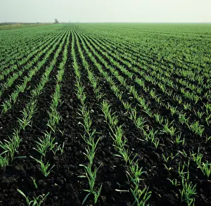 Fenland: Seedling Barley Crop