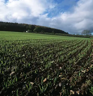 Soil: Seedling barley crop