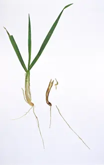 Blight: Seedling blight damage to barley