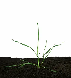 Tiller: Seedling wheat plant