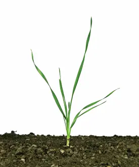 Tiller: Seedling wheat plant