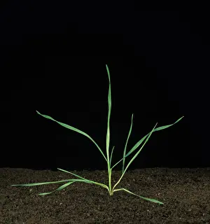 Tiller: Seedling wheat plant