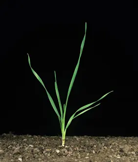 Tiller: Seedling wheat plant