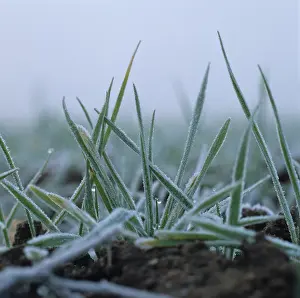 Weak: Seedling wheat plant with frost