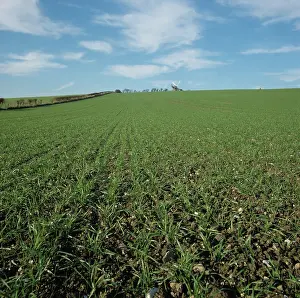 Wiltshire: Seedling winter Wheat crop, UK