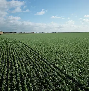 Fenland: Seedling winter Wheat crop, UK