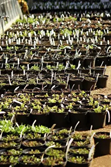 Seedlings: Seedlings
