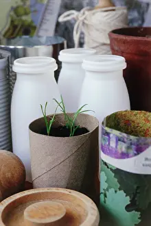 Seedlings: Seedlings