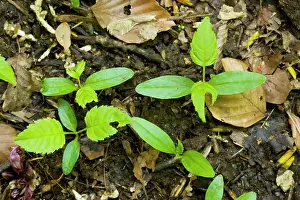Ashes: Seedlings of ash tree - on forest floor