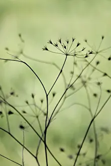 Seedpod: Seedpod