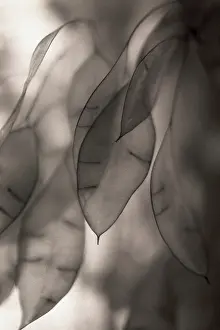 Seedpod: Seedpod