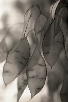 Seedpod: Seedpod