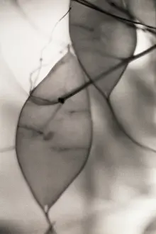 Monotone: Seedpod