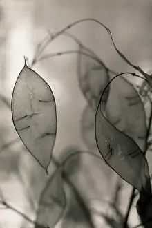 Monotone: Seedpod