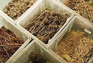Collected: Seedpod
