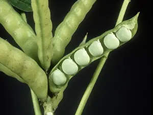 Opened: Seedpod of White Lupine