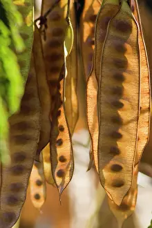 Seedpods: Seedpods