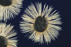 Minute: Seeds