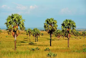 Murchison: which seeds have been transported by the elephants