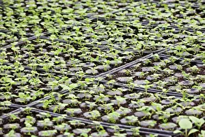 Sprouting: Seedtray