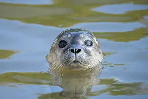 Harbour: Seehund Portraet Common Seal portrait