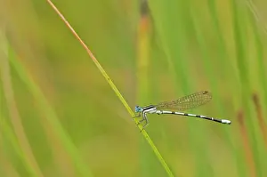 Appalachians: Seepage Damselfly