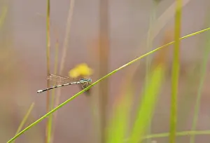 Appalachians: Seepage Damselfly