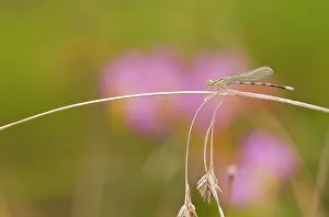 Appalachians: Seepage Damselfly