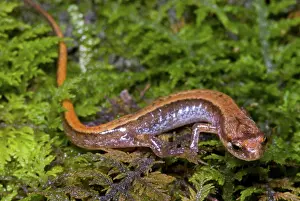 Appalachian: Seepage Salamander
