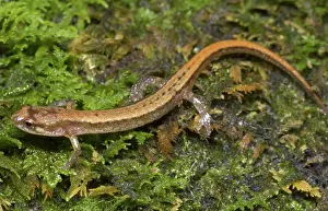 Appalachian: Seepage Salamander