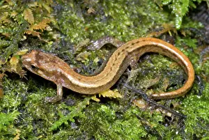 Appalachian: Seepage Salamander