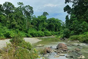 Habtiat: Segama river at lowland rainforest of Danum Valley