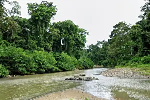 Habtiat: Segama river at lowland rainforest of Danum Valley