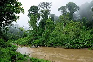 Habtiat: Segama river at lowland rainforest of Danum Valley