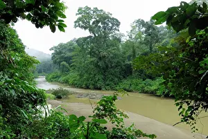 Habtiat: Segama river at lowland rainforest of Danum Valley