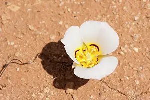Nuttallii: Sego Lily
