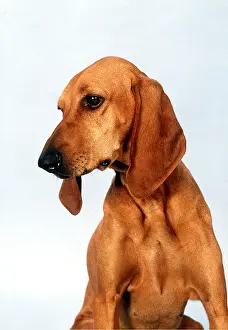 Italiano: Segugio Italiano DOG - head and shoulders