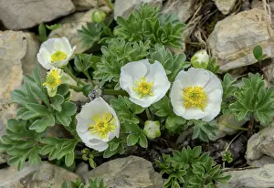 Buttercup: Seguiero'ns buttercup, Ranunculus seguieri on li