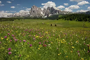 Seiser: Seiser Alm / Alpe di Suisi with flowery grassland