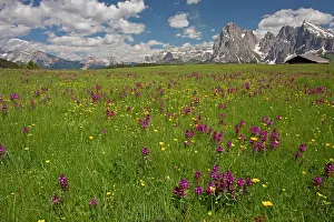 Sasso: Seiser Alm / Alpe di Suisi with Whorled Lousewort