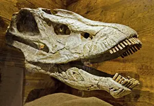 Sauropod: Seismosaurus Skull Fossil