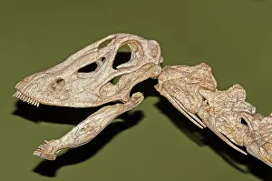 Sauropod: Seismosaurus Skull Fossil