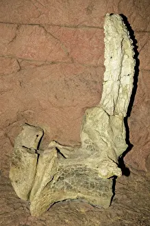 Sauropod: Seismosaurus Vertebrae Fossil